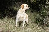 LABRADOR 756